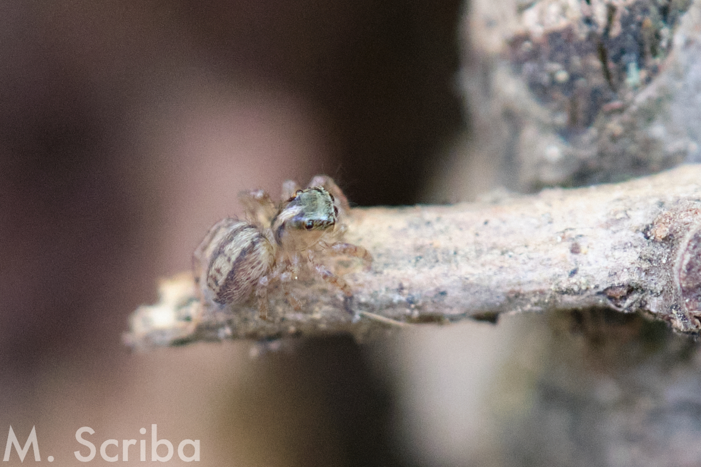 Saitis barbipes jemale on a stick